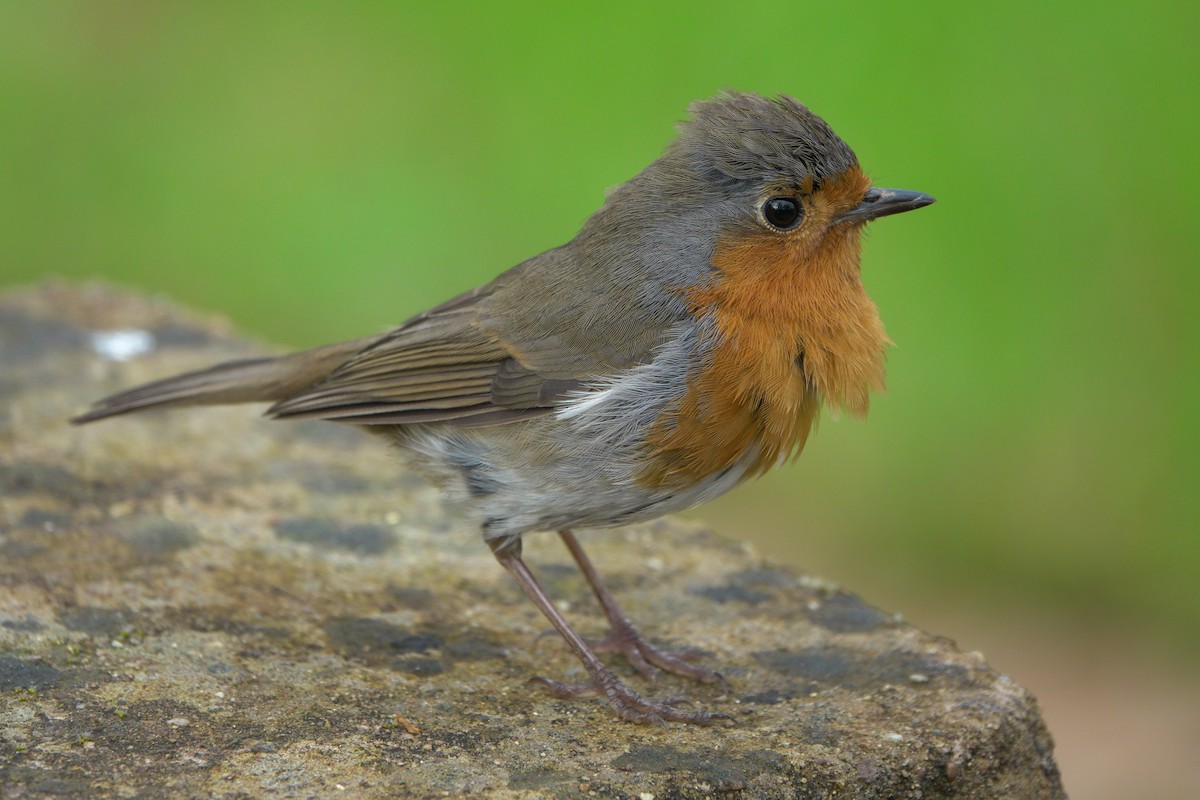 European Robin - John Reeves