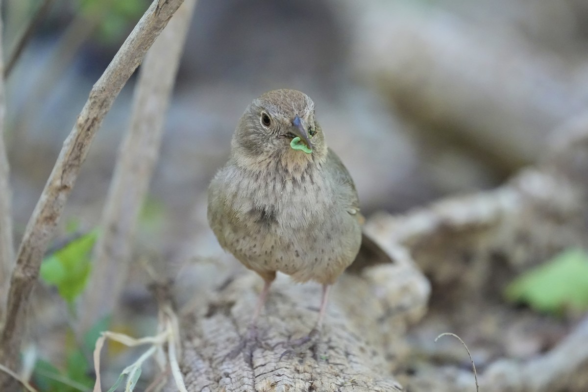 Canyon Towhee - Joe RouLaine