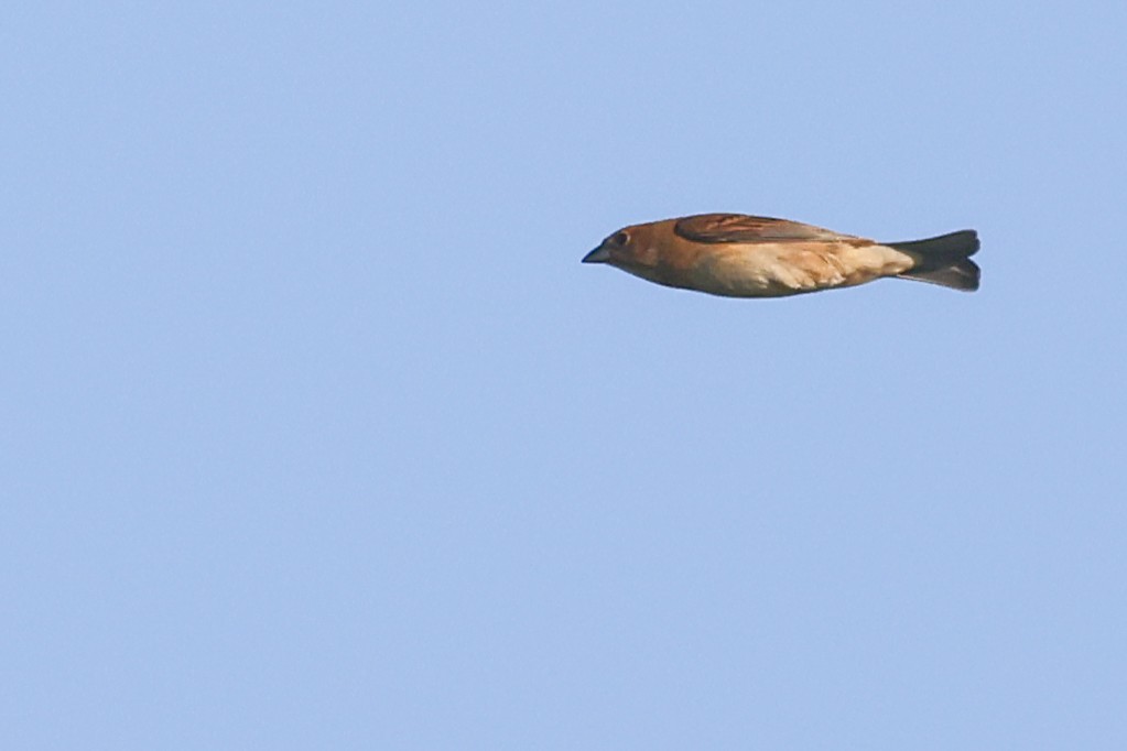 Indigo Bunting - Nathan Goldberg