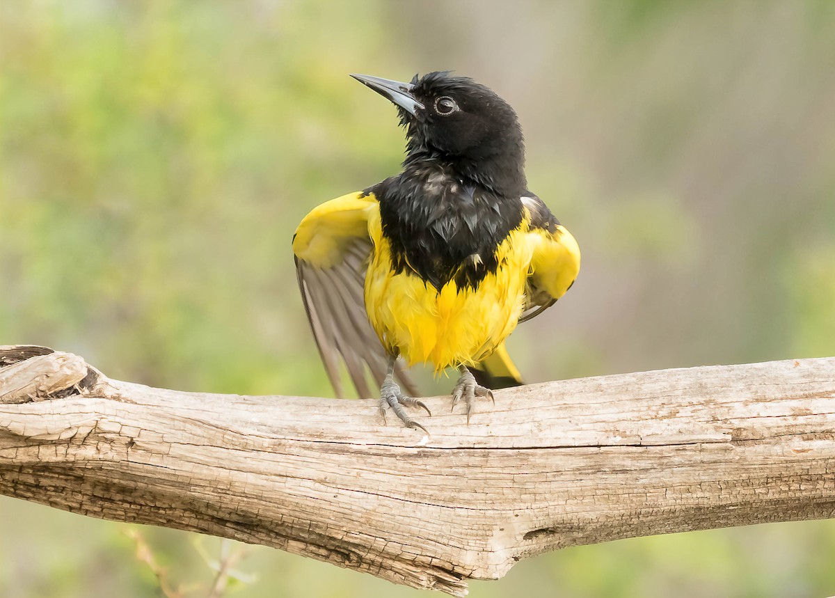 Scott's Oriole - Melissa Hafting