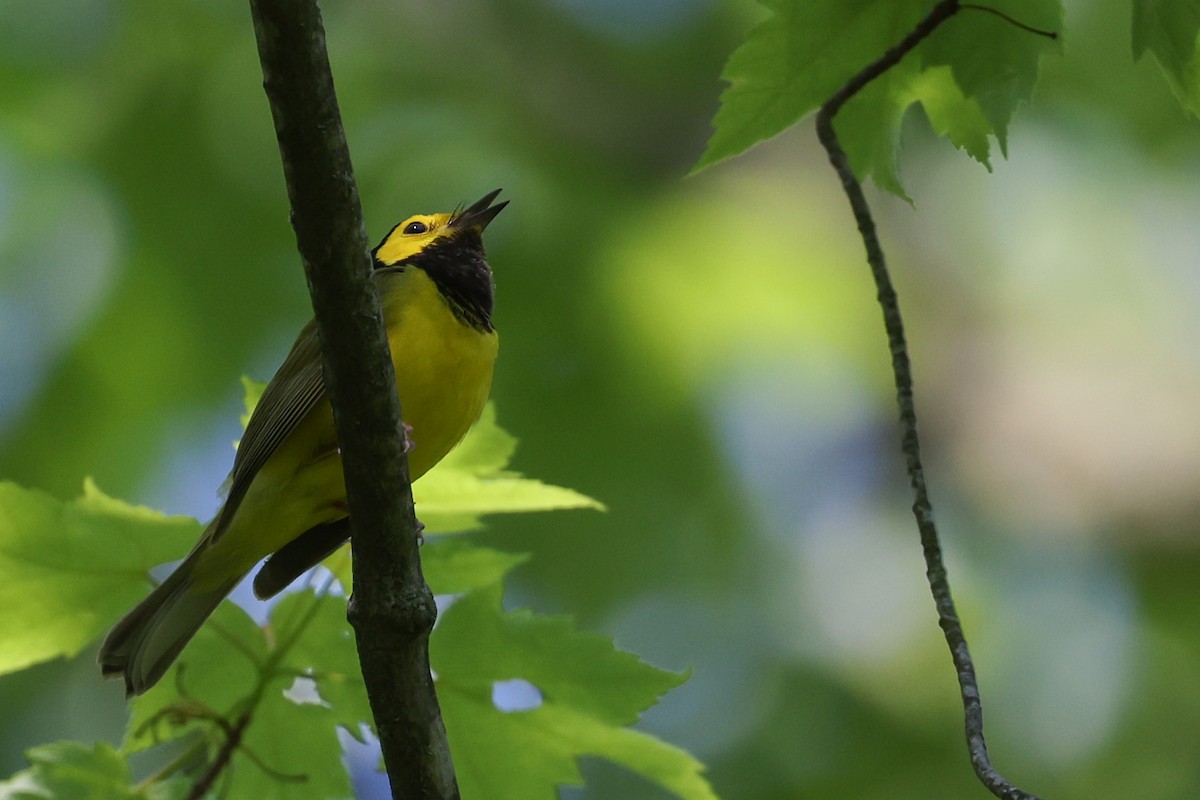 Hooded Warbler - Nathan Goldberg