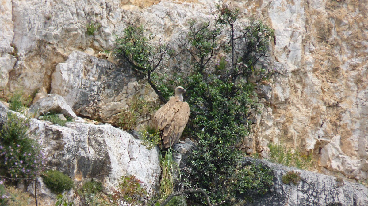 Eurasian Griffon - Helmut Tramm