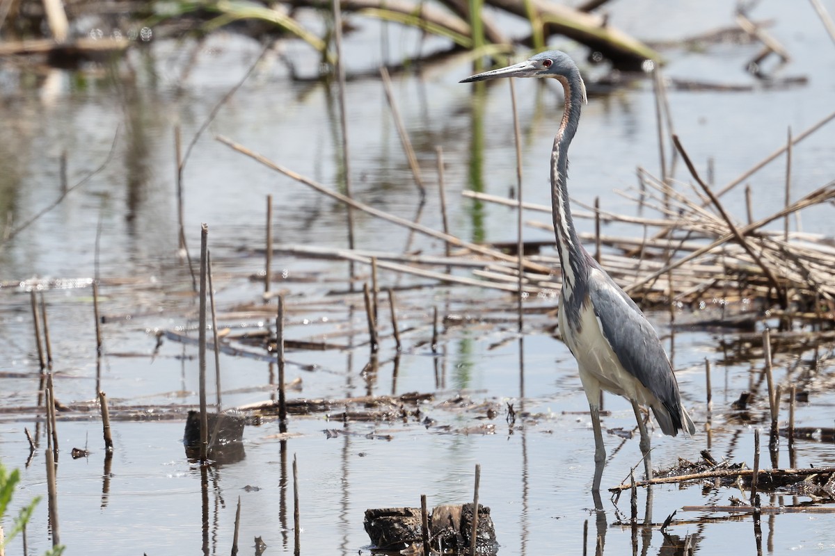 Tricolored Heron - Nathan Goldberg