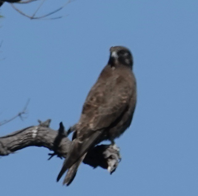 Brown Falcon - Robert Morison and Joyce Ives