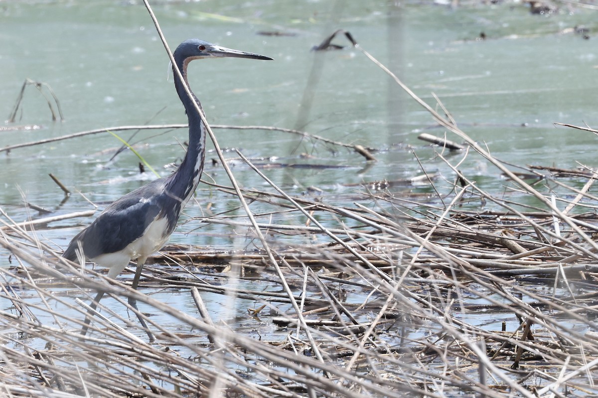 Tricolored Heron - Nathan Goldberg