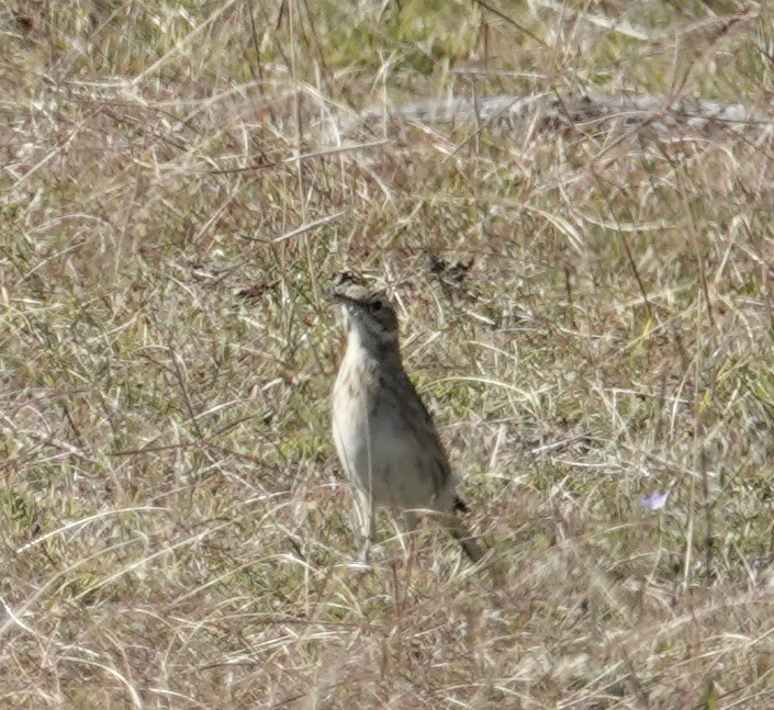 Australian Pipit - Robert Morison and Joyce Ives