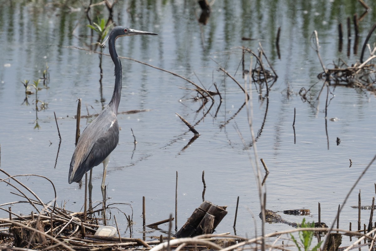 Tricolored Heron - Nathan Goldberg