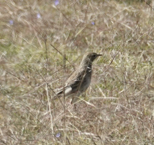 Australian Pipit - Robert Morison and Joyce Ives