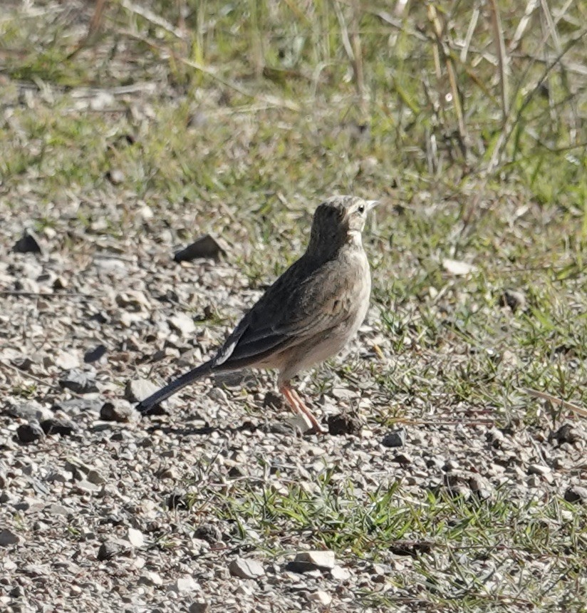 Australian Pipit - Robert Morison and Joyce Ives