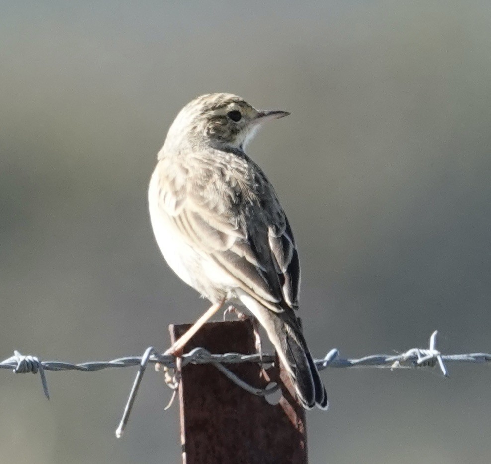 Australian Pipit - Robert Morison and Joyce Ives