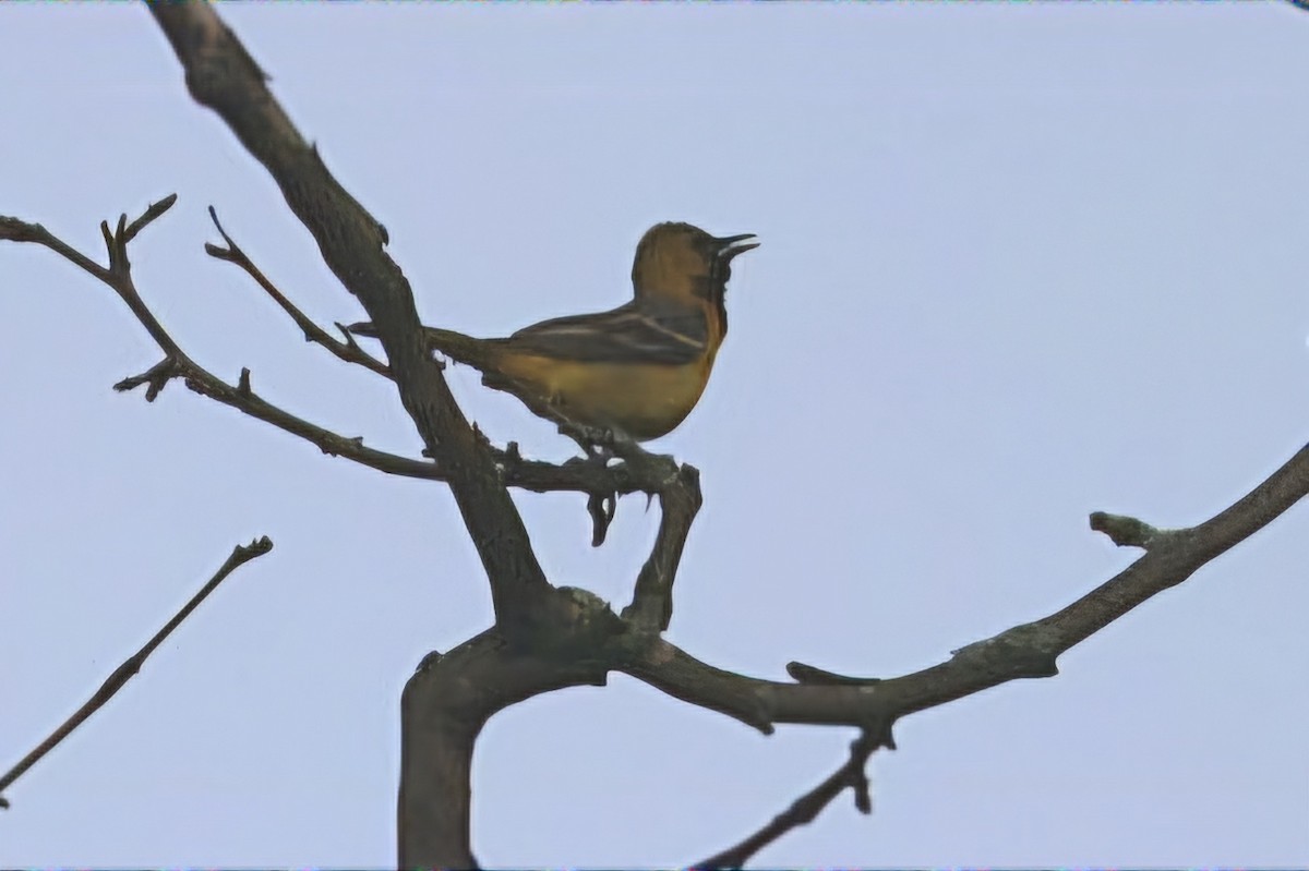 Orchard Oriole - Dan Efroymson