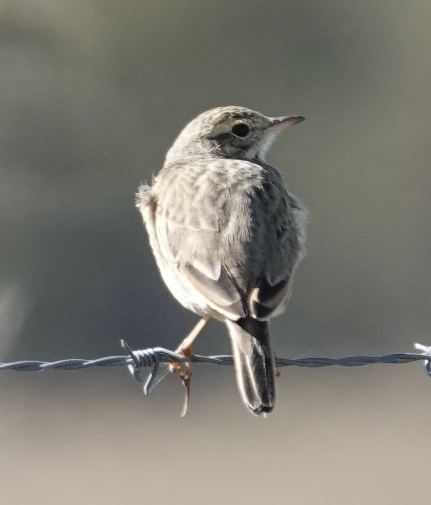 Australian Pipit - Robert Morison and Joyce Ives