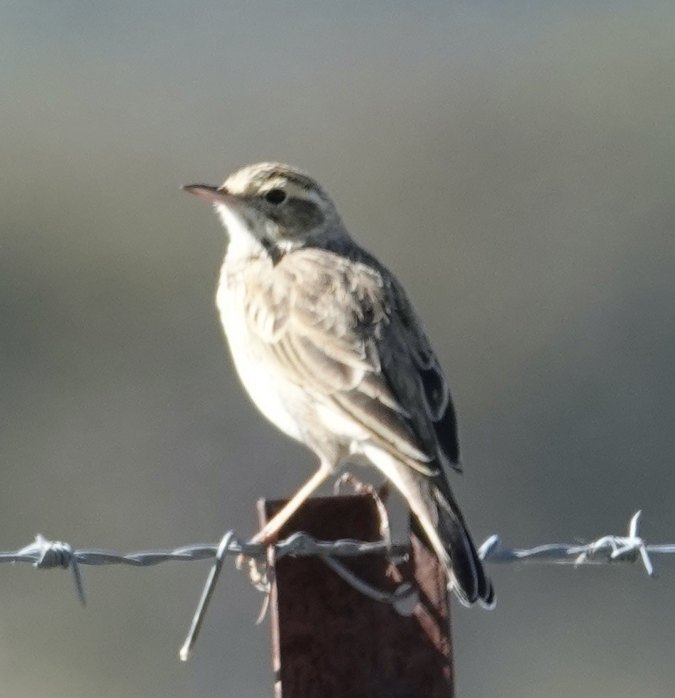 Australian Pipit - Robert Morison and Joyce Ives