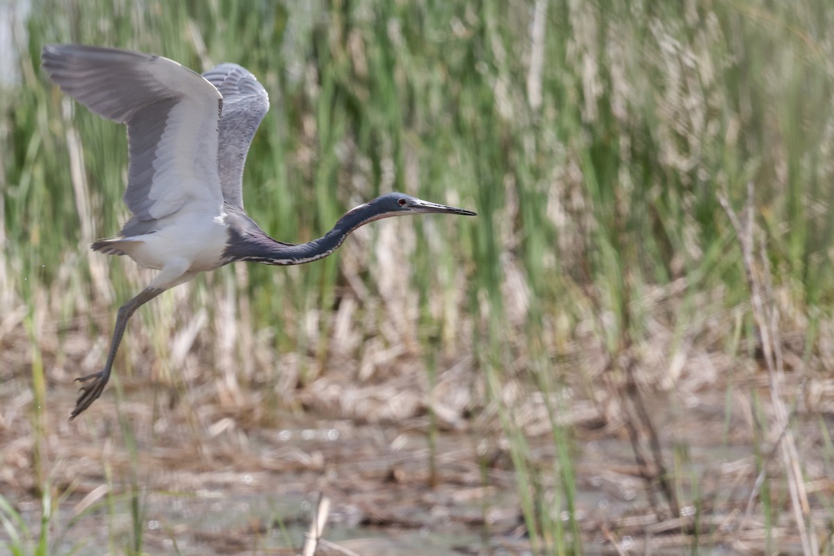 Tricolored Heron - Nathan Goldberg