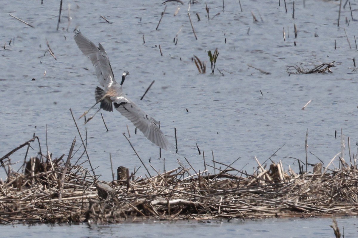 Tricolored Heron - Nathan Goldberg