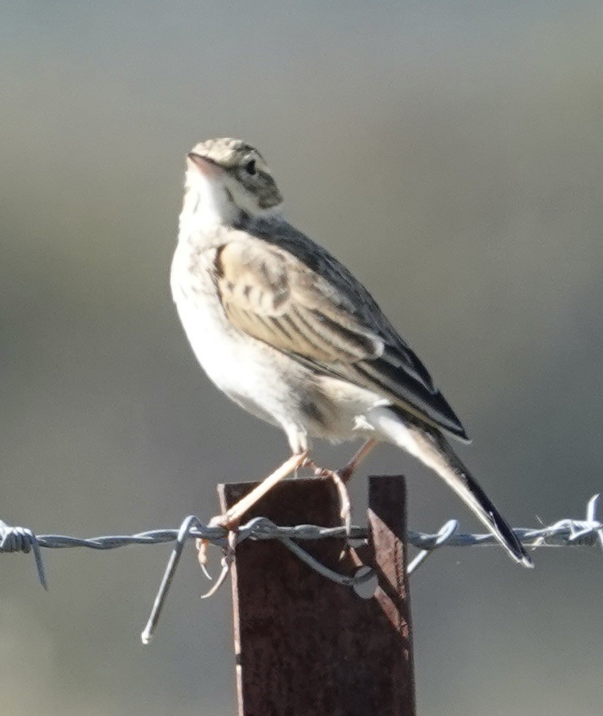 Australian Pipit - Robert Morison and Joyce Ives