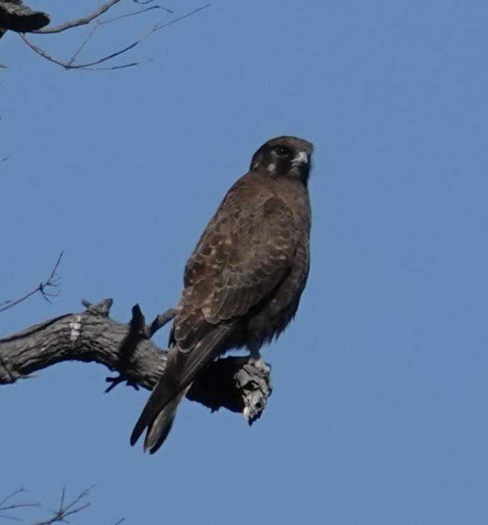 Brown Falcon - Robert Morison and Joyce Ives