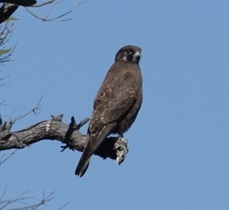 Brown Falcon - Robert Morison and Joyce Ives