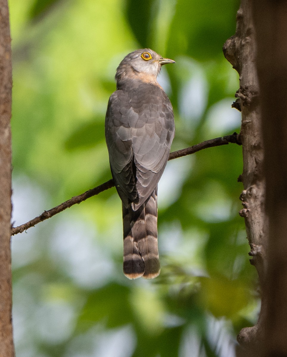 Common Hawk-Cuckoo - Jagdish Jatiya