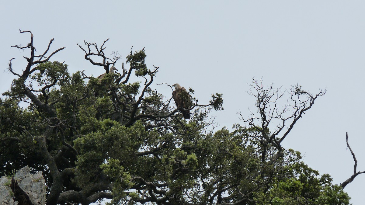 Eurasian Griffon - ML619476297