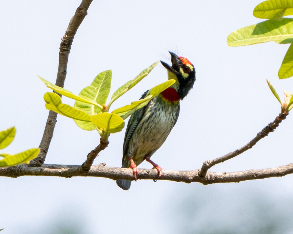 Coppersmith Barbet - Jagdish Jatiya