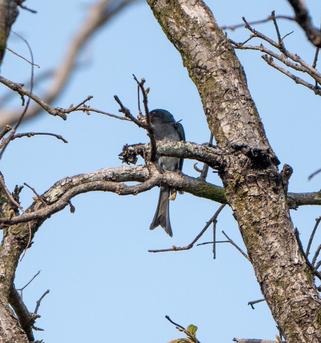 White-bellied Drongo - Jagdish Jatiya