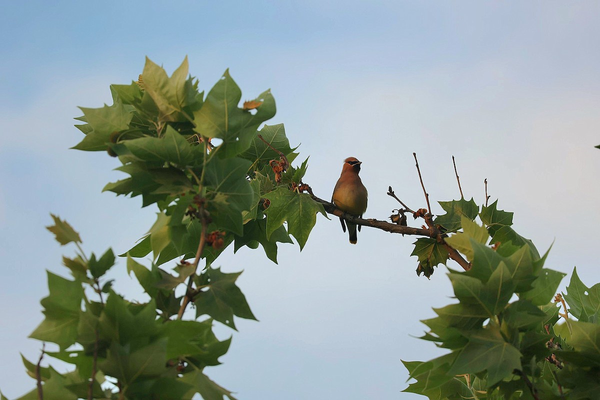 Cedar Waxwing - Dan Efroymson