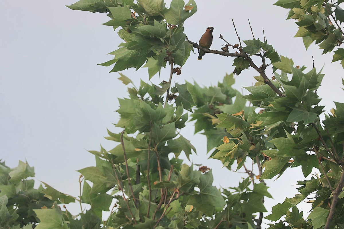 Cedar Waxwing - Dan Efroymson