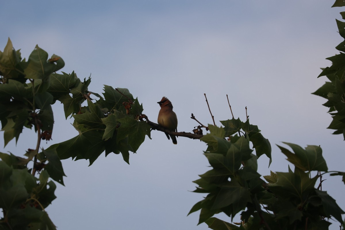 Cedar Waxwing - Dan Efroymson