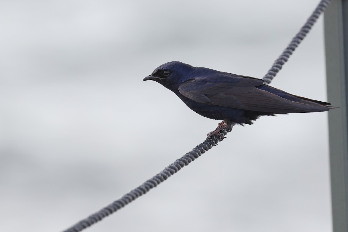 Purple Martin - Nathan Goldberg