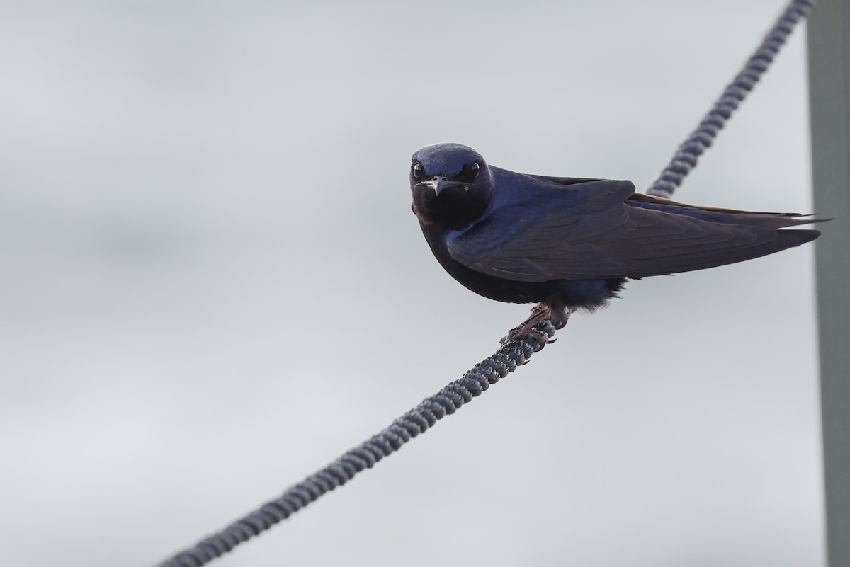 Purple Martin - Nathan Goldberg