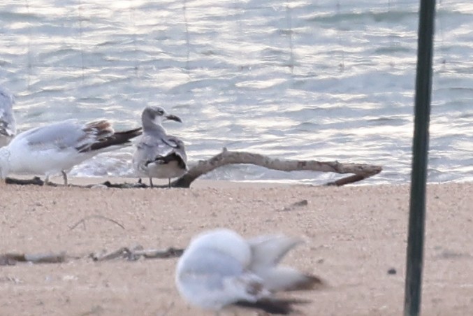 Laughing Gull - Nathan Goldberg