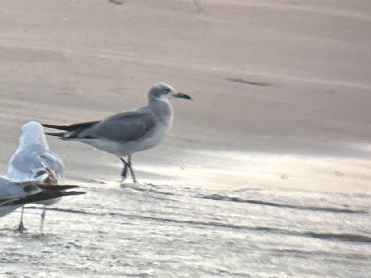 Laughing Gull - Nathan Goldberg