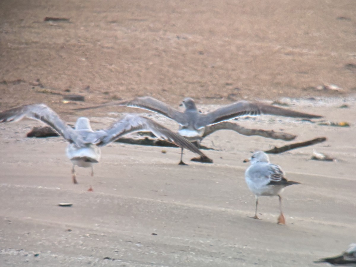 Laughing Gull - Nathan Goldberg