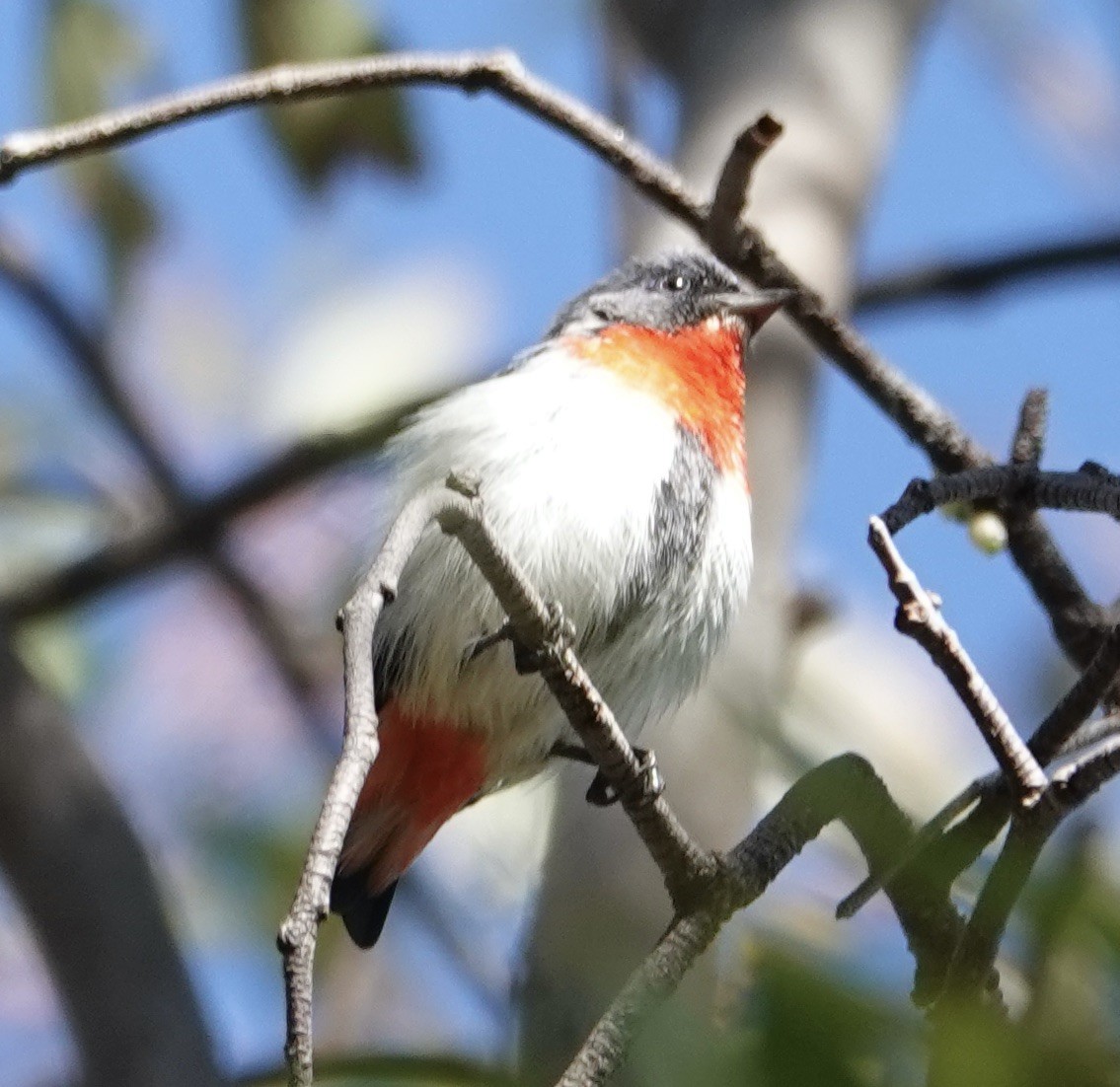 Mistletoebird - Robert Morison and Joyce Ives