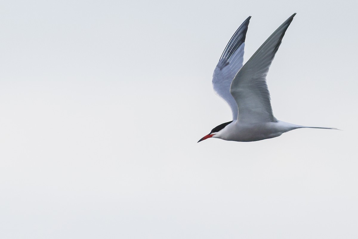 Common Tern - Nathan Goldberg