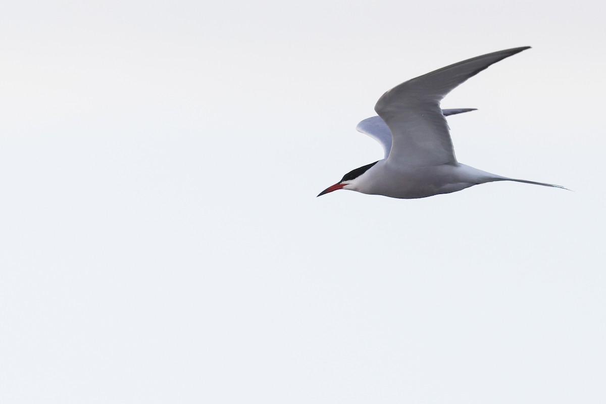 Common Tern - Nathan Goldberg