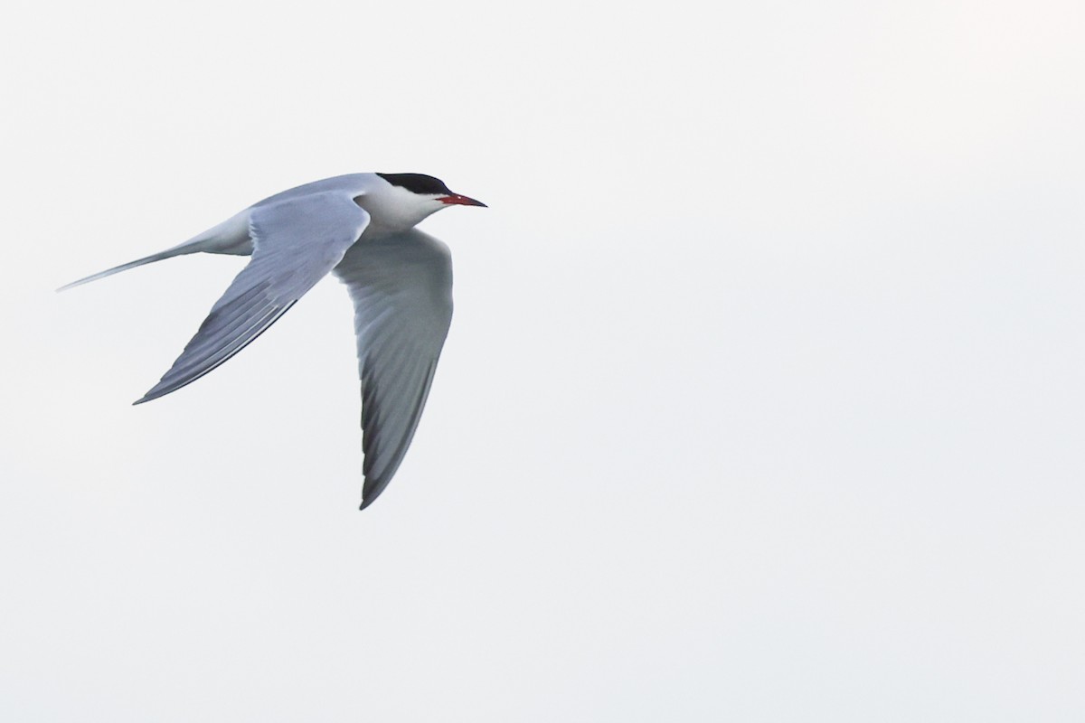 Common Tern - Nathan Goldberg