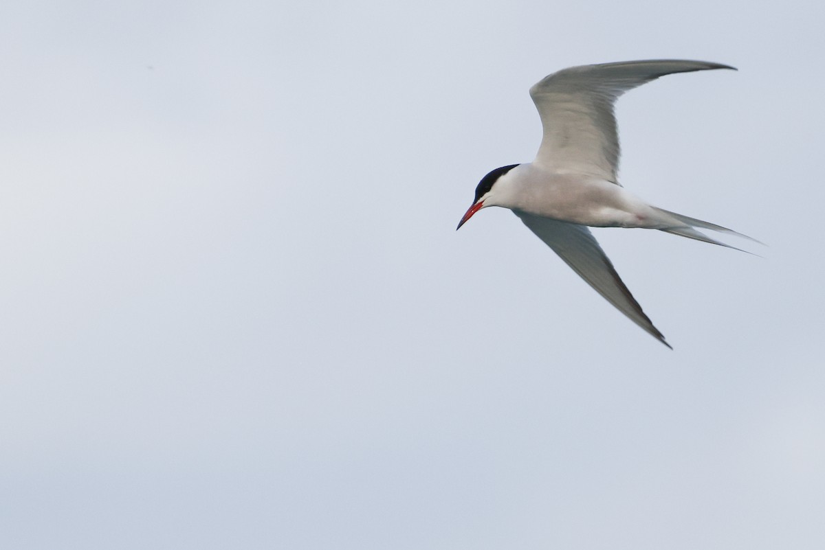 Common Tern - Nathan Goldberg