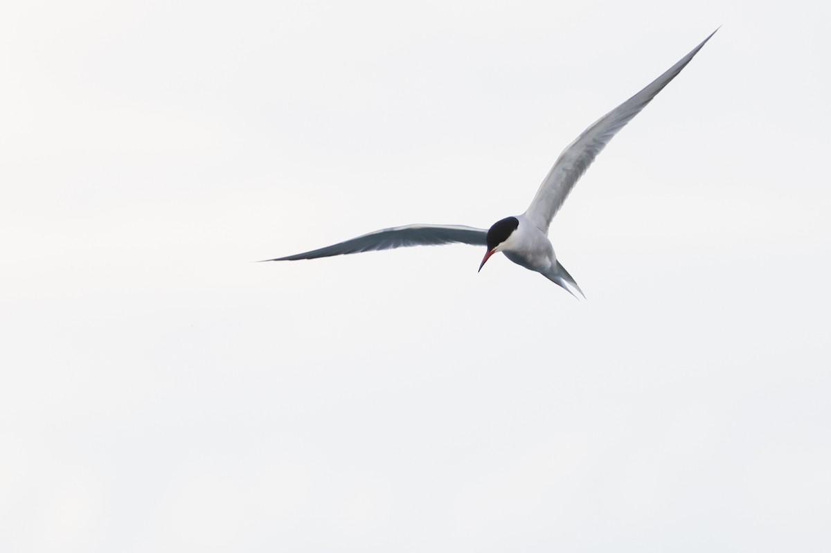 Common Tern - Nathan Goldberg