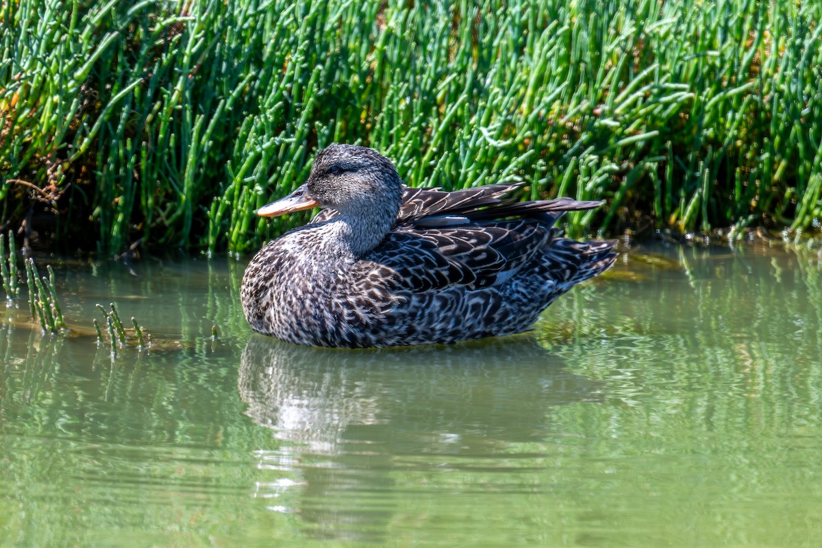 Gadwall - Xiang Gao