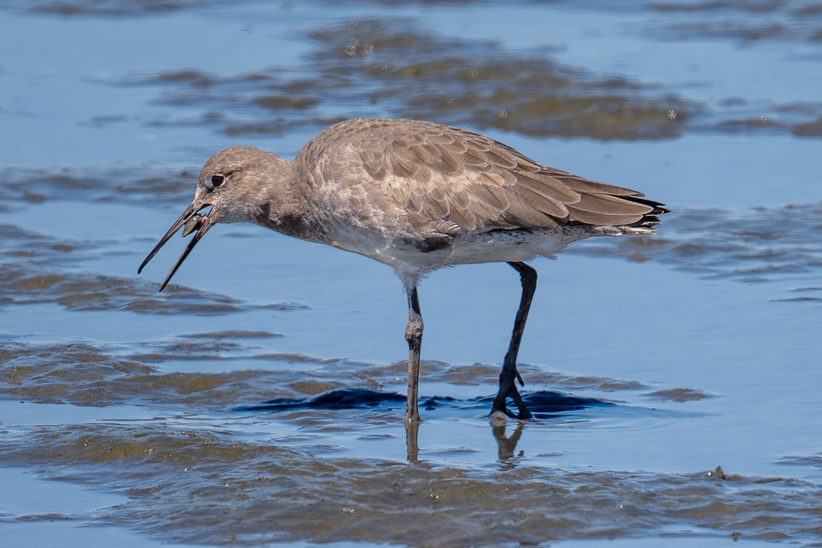 Willet - Xiang Gao