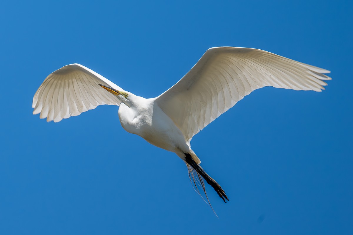 Great Egret - Xiang Gao