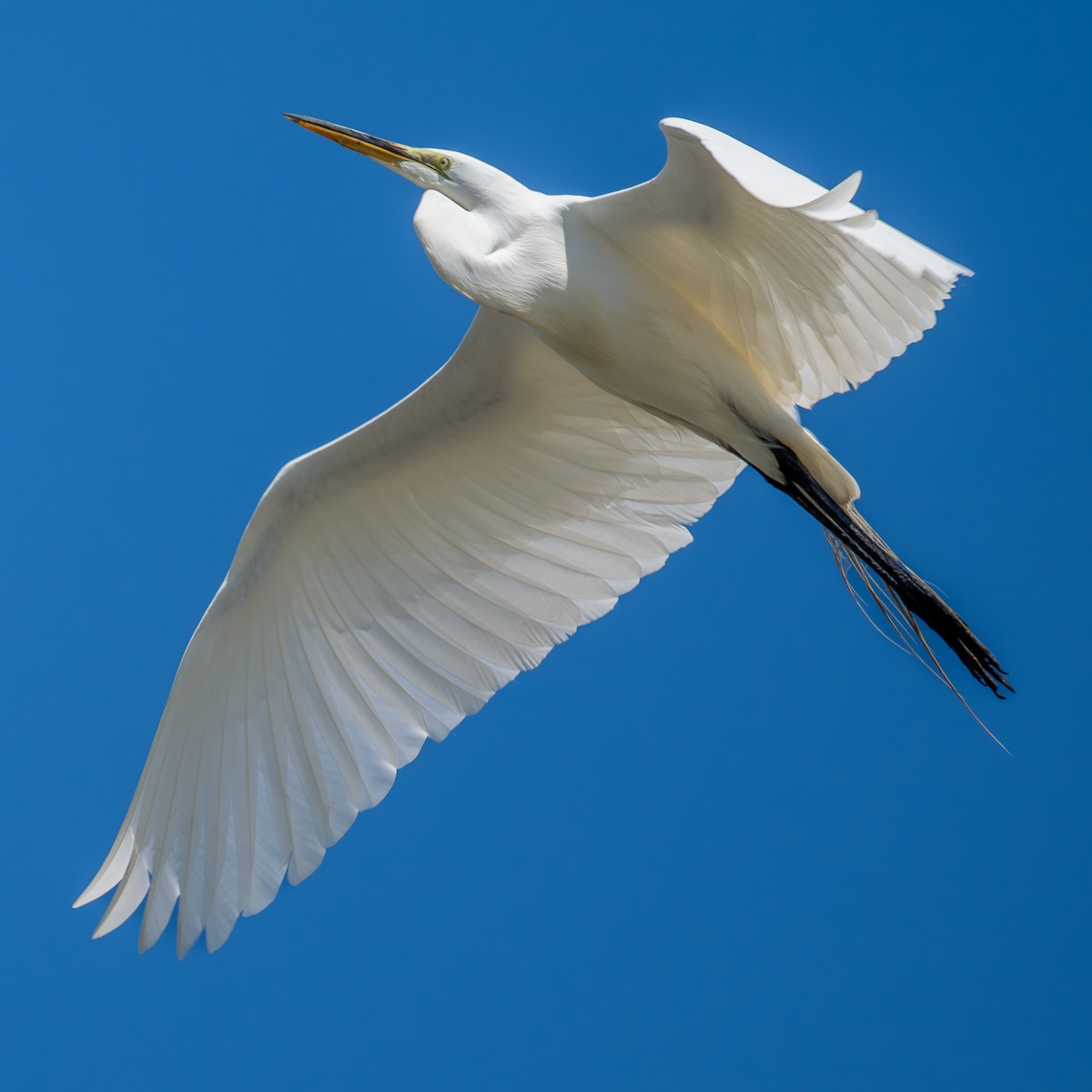 Great Egret - Xiang Gao