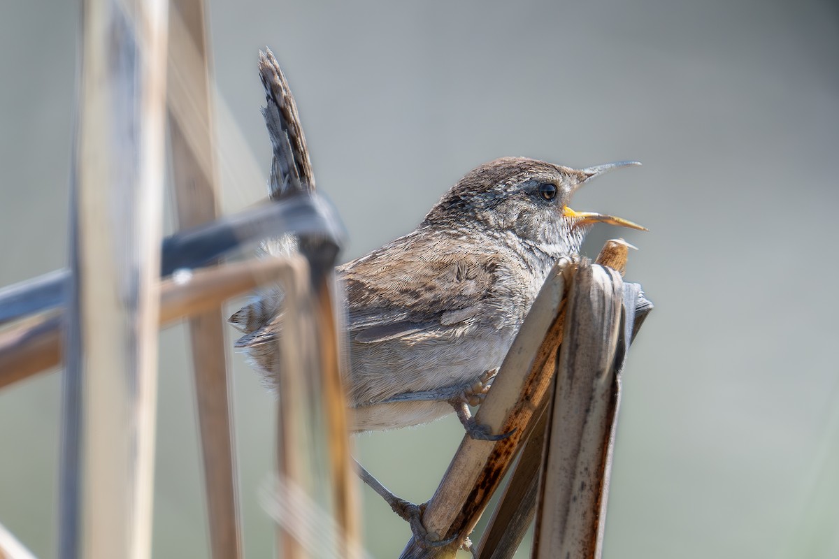 Marsh Wren - Xiang Gao