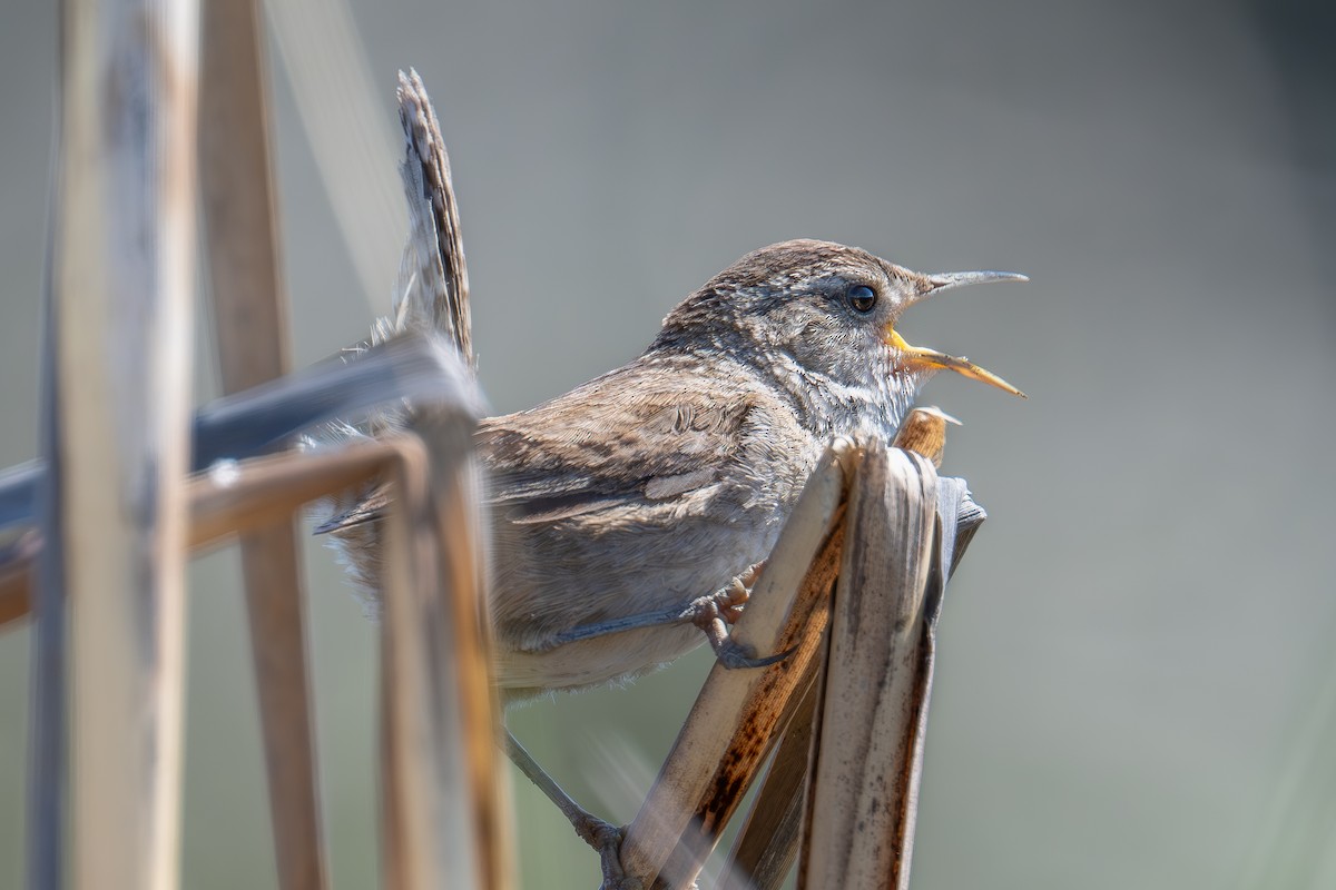 Marsh Wren - Xiang Gao