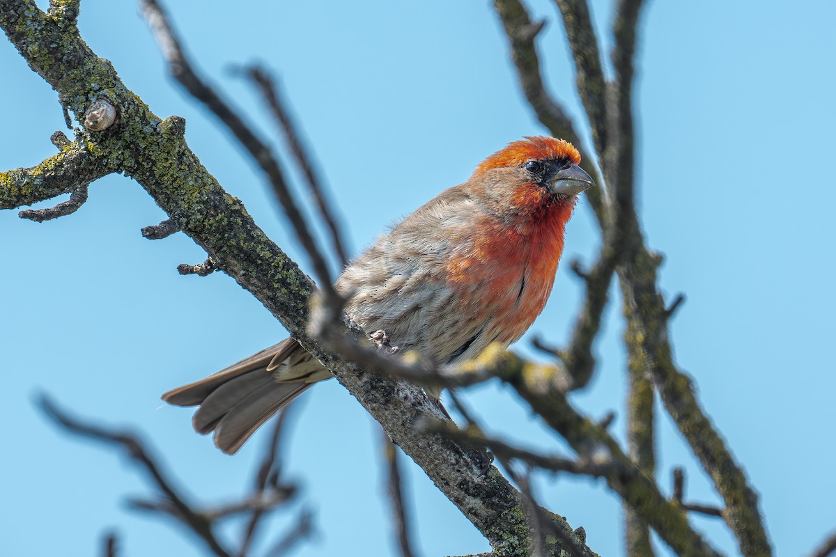 House Finch - Xiang Gao