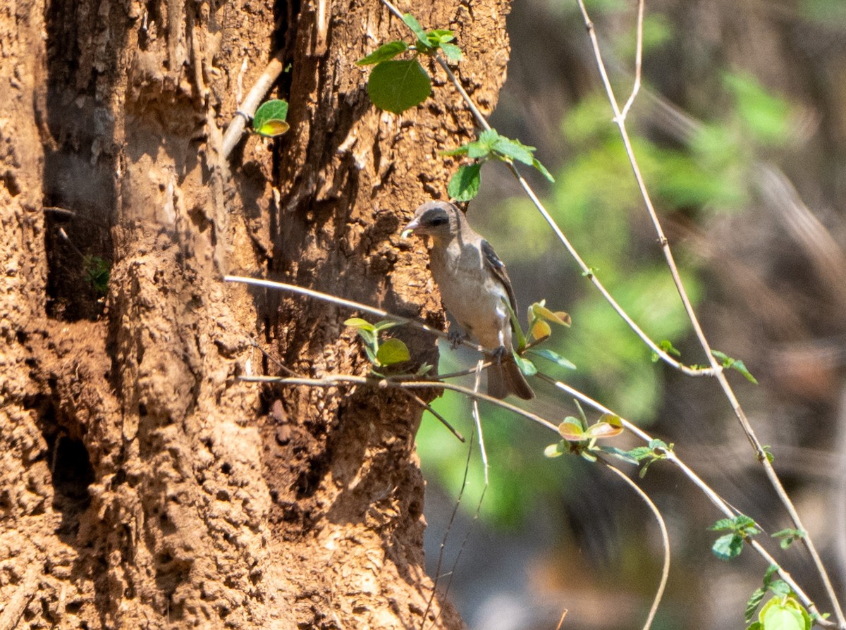 Yellow-throated Sparrow - Jagdish Jatiya