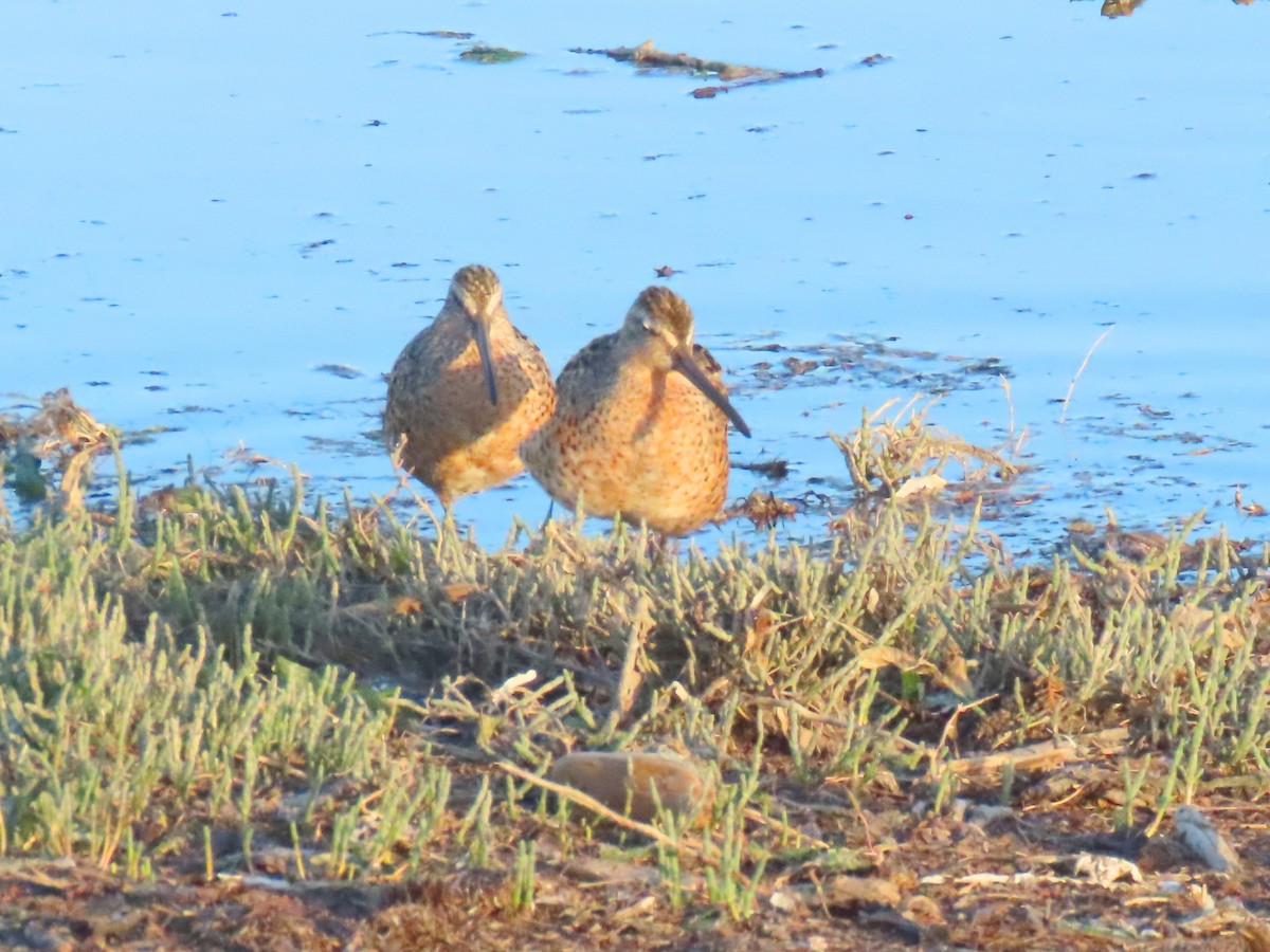 Short-billed Dowitcher - Vibeke Pedersen