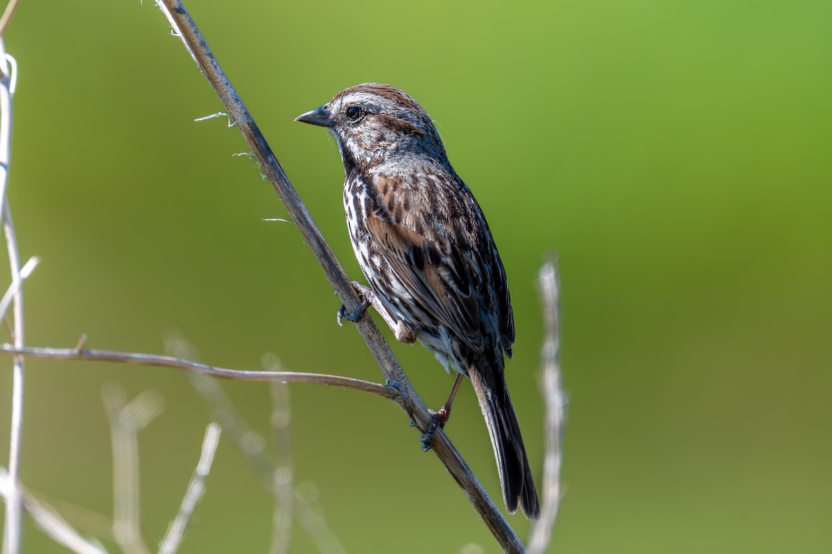 Song Sparrow - Xiang Gao